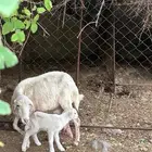 نعجه للبيع