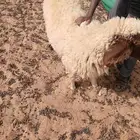 رخل رباعيه فول شخم