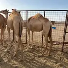 حشو مفاريد للبيع
