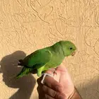 دره اليف مره و يحب الاطفال و متعود و صحته و نظافه شرط