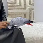 بغبغاء كاسكو م تكلم