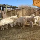 مطلوب ضان مقاني اي عدد اقصاط ولا دفعات