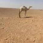 بكره للبيع