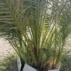 النخل الصفري بيشة