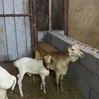 رخله بربريه تحته خروف
