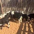 طلين ورحال نجد