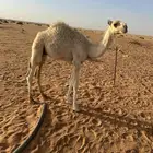 حوار لباني قعود حاشي على حليب امه