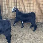 جفار للبيع ثلاجه سمان الموقع املج