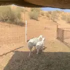 شاه ولد ومضرع