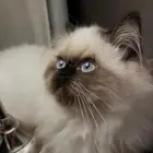 بسة هملايا