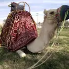 إيجار خيول وجمال وسيسي