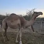 ناقة ساحليه