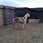 البيع رخل نجدي طيبه