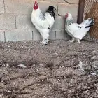 للبيع دجاج براهما