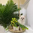 قطه صغيره هملايا