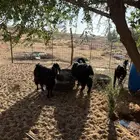 للبيع معزا مظريع