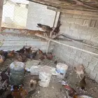 دجاج بلدي