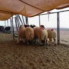 خرفان نعيم طيبه العدد 7 الموقع حائل - الشملي