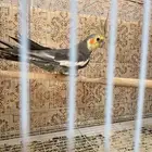 ذكر كرون