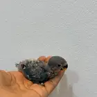 فروخ روز تركواز وفايلوت