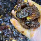 تمر حلو الحوف فاخره مدبسه