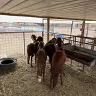 سواكن تربيه 4 شهورر