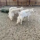 فحول كفو