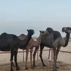 نياق صفر طيبة