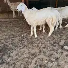 خروف حري