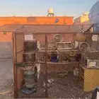 حمام منتج