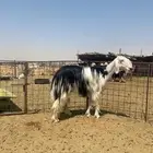 للبيع شاه نجدية صنف