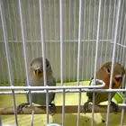 طيور الروز للبيع