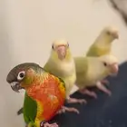 هدد وأليفه أجمل المستويات والصبغات القويه