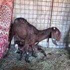 عنز والد متوم