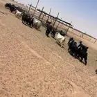 معزا عوارض زينه للقناي