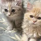 قطط للتبني