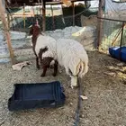 طليان نعيم كفو