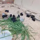 لبيع ارانب