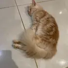 قطط شيرازي