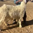 طلي جذع فحل