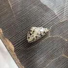 حجر الجاسبر