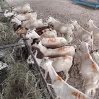 تيوس صومالي تربيه الحلال الطيب والصحه الجيده