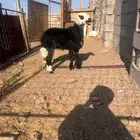 رخل للبيع