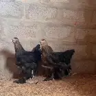 للبيع طفم براهما اسود