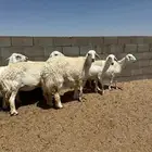 حريات طيبه مراح