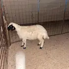 رخلتين حريات ابوهن نعيمي