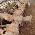 تيوس للبيع اسعار خاصه لأصحاب الجمله والملاحم