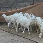 رخال حريات للبيع