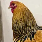 براهما