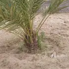 اشجار للبيع